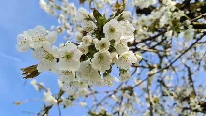 white flowers of a tree