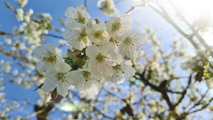 blossoming tree