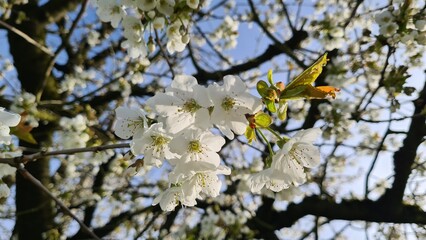 blossom in spring