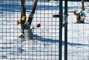 metal mesh, in the photo a gate to the garden on a white background, the silhouette of a tree in...