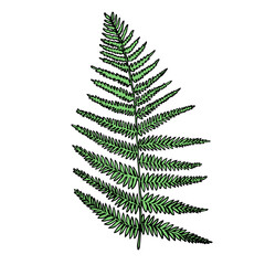 Vector illustration with ink  forest fern - 498628269