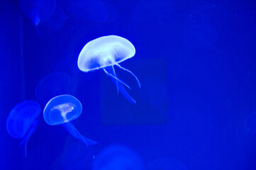 Jellyfish