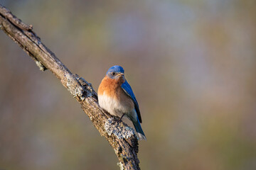 Male bluebird close up with soft colorful background