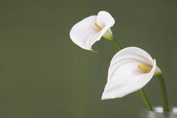 Calla lily. Flowers, white calla on green background with copy space. - obrazy, fototapety, plakaty