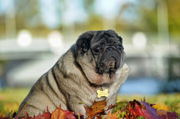brown pug in autumn park