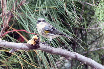 Yellow-rumped Warbler