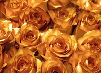  gold roses close-up.