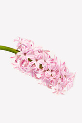 Flowers composition. Pink, rose quartz hyacinth on white background. Concept spring postcard, greeting card wedding, birthday, mother's day, international women's day. Flat lay, copy space, vertical