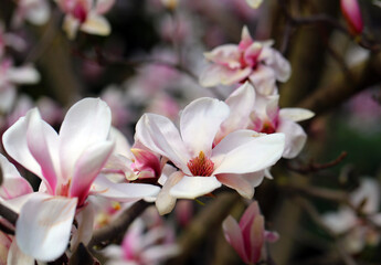 Beautiful magnolias this spring