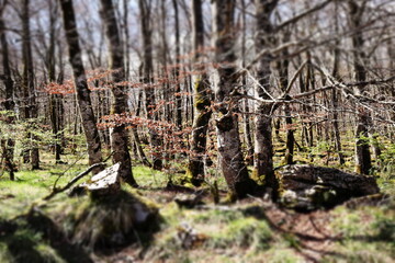 Bosque de hadas