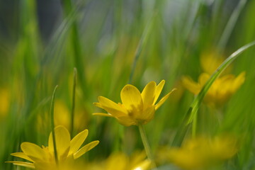 Piękny kolorowy wiosenny kwiat na łące.  - obrazy, fototapety, plakaty