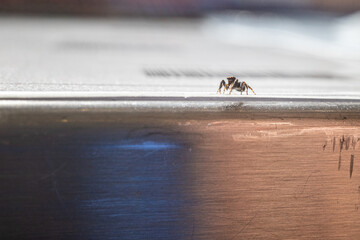 tiny zebra spider crawls over a metal table