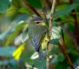 Philadelphia Vireo during fall migration