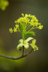 Frühling in der Natur mit jung wachsendem Spitzahorn und dessen Blüte im Detail,  (Acer...