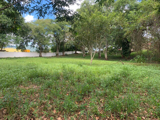 white horse in the park