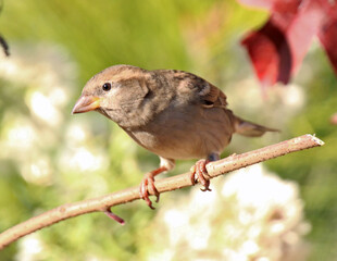 Chipping Sparrow on a branch.