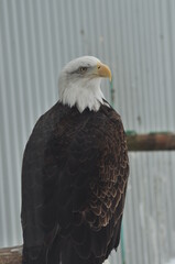 Animals - traditionally (since Aristotle) distinguished category of organisms, currently considered as a biological kingdom. Animals are the main object of study of zoology.