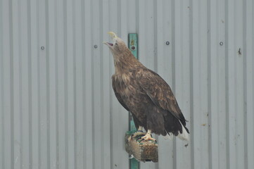 Animals - traditionally (since Aristotle) distinguished category of organisms, currently considered as a biological kingdom. Animals are the main object of study of zoology.