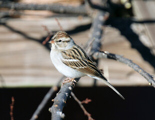 Chipping Sparrow perched on a tree branch.