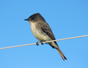 Black Phoebe