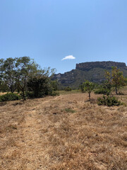 landscape with trees