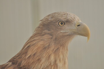 Animals - traditionally (since Aristotle) distinguished category of organisms, currently considered...