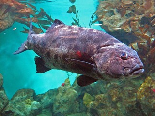 fish and ocean animals 