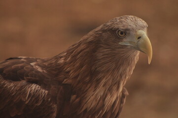 Animals - traditionally (since Aristotle) distinguished category of organisms, currently considered as a biological kingdom. Animals are the main object of study of zoology.