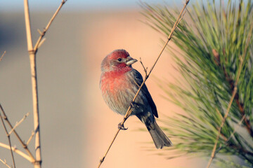 House Finch