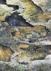 the surface of the wooden planks is weathered, damp and porous and eaten by termites