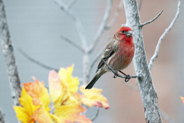 House Finch