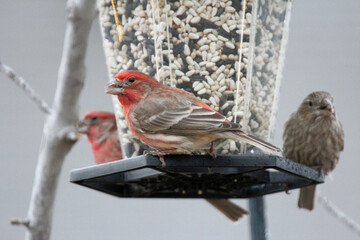 House Finch