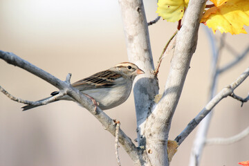 Chipping Sparrow perched on tree branch.
