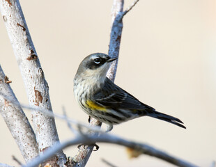 Yellow-rumped Warbler
