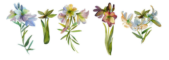 Watercolor flower set isolated on white collection of lilies,white, bright and pastel blue, pink, yellow, gray, purple, purple, botanical illustrations for design