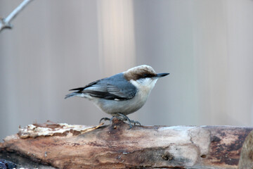 Brown-headed Nuthatch