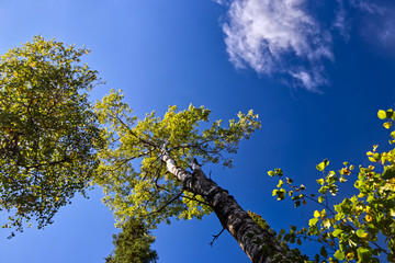 A tall tree in the jungle rising to touch the sky - Ouimet Canyon, Thunder Bay, ON, Canada
