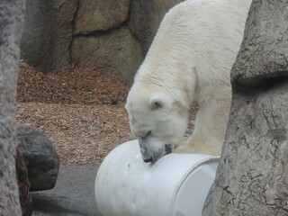 polar bear
