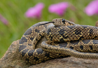 Horseshoe Whip Snake (Hemorrhois hippocrepis) closeup photography. Snake in its environment.

Culebra de herradura (Hemorrhois hippocrepis).  Serpiente en su entorno.