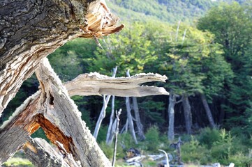 Rivière des castors, Baie Lapataia, Patagonie, Terre de Feu, Ushuaia, Argentine