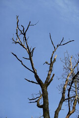 Eiche, Oak in einem Wald aus abgestorbenen Bäumen