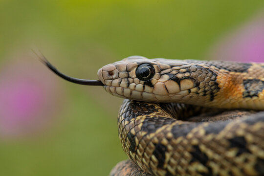 Horseshoe Whip Snake (Hemorrhois hippocrepis) head closeup photography. Snake in its environment.

Culebra de herradura (Hemorrhois hippocrepis).  Detalle de la cabeza de una serpiente en su entorno.
