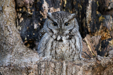 Eastern Screech Owl  Sitting in a Tree Hole in Early Spring, Portrait