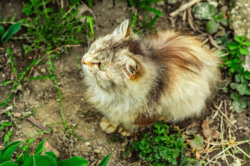 The cat is sitting on the street. Domestic cat went for a walk on the garden. The cat poses