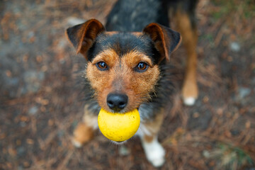 young black cellar dog frontal view in portrait staring at the camera with his yellow ball in his...