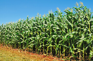 plantação de milho, milharal com céu azul