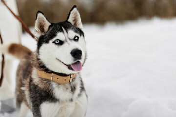cheerful woman winter landscape walk friendship Lifestyle