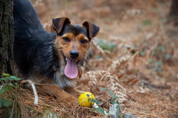 black cellar puppy dog, playing with his yellow ball and staring at the camera with his tongue out....