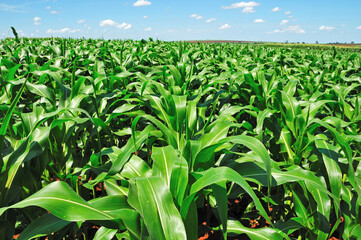 Plantação de milho . milharal.