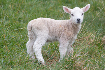 Naklejka na ściany i meble new born lamb